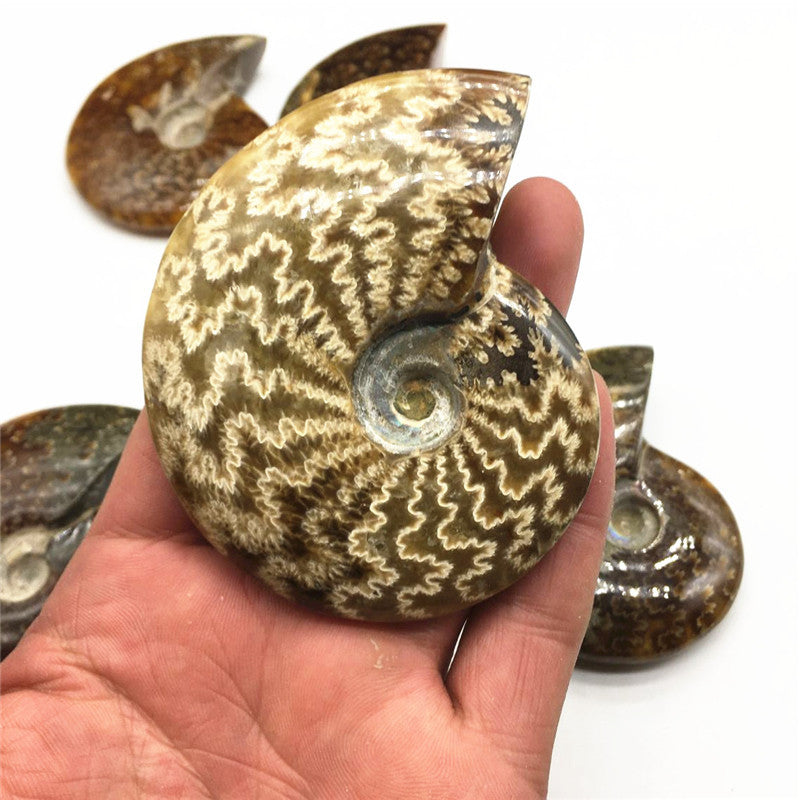 Natural ammonite  Spotted Snail Fossils