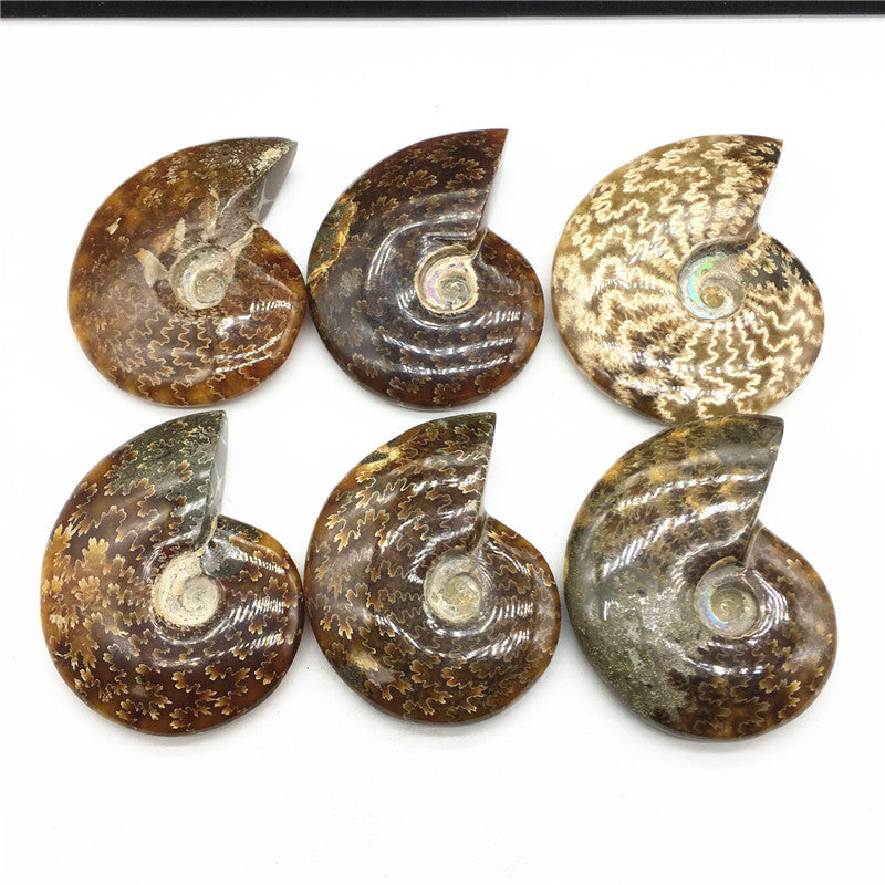 Natural ammonite  Spotted Snail Fossils