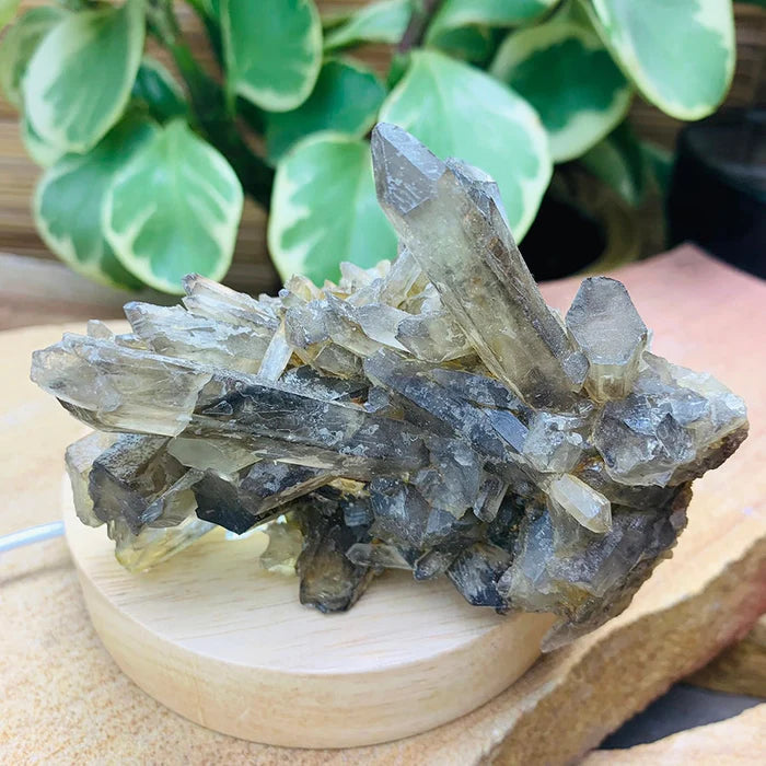 Smoky Quartz Cluster
