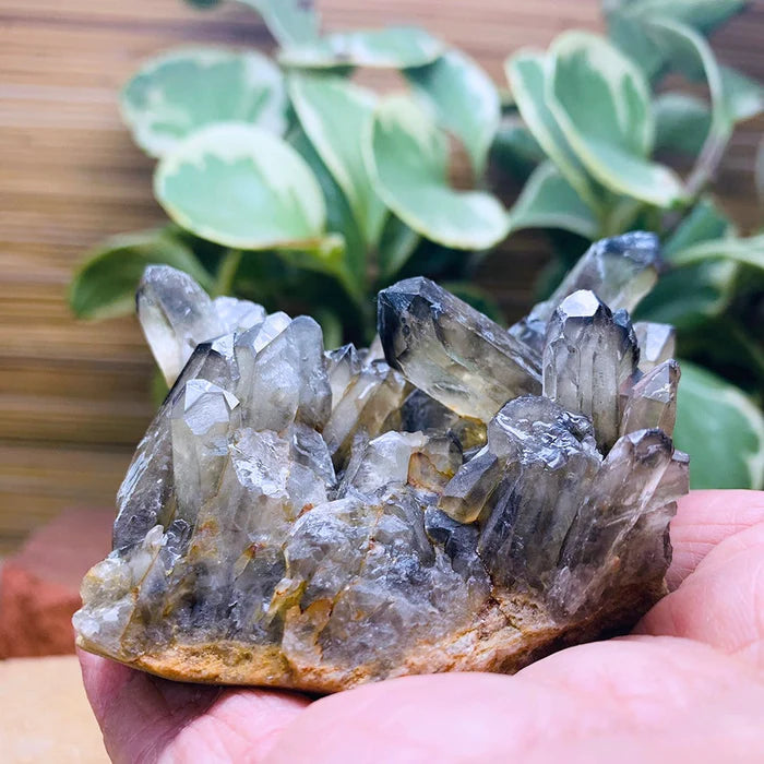 Smoky Quartz Cluster